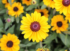Třapatka 'Summerdaisy's Ping Pong' - Rudbeckia hybrida 'Summerdaisy's Ping Pong'