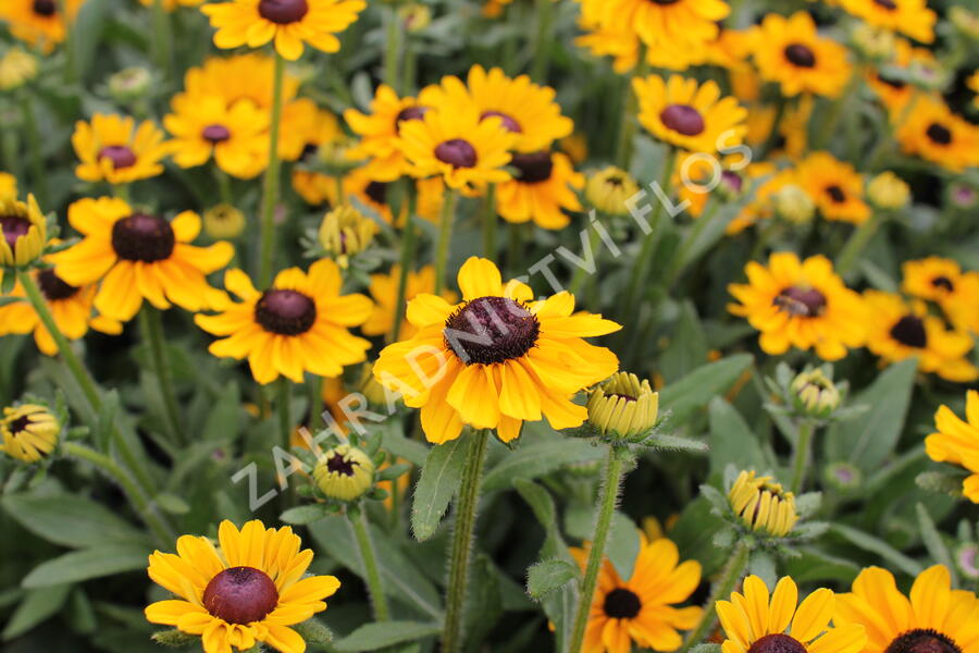 Třapatka 'Summerdaisy's Ping Pong' - Rudbeckia hybrida 'Summerdaisy's Ping Pong'