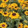 Třapatka 'Summerdaisy's Ping Pong' - Rudbeckia hybrida 'Summerdaisy's Ping Pong'