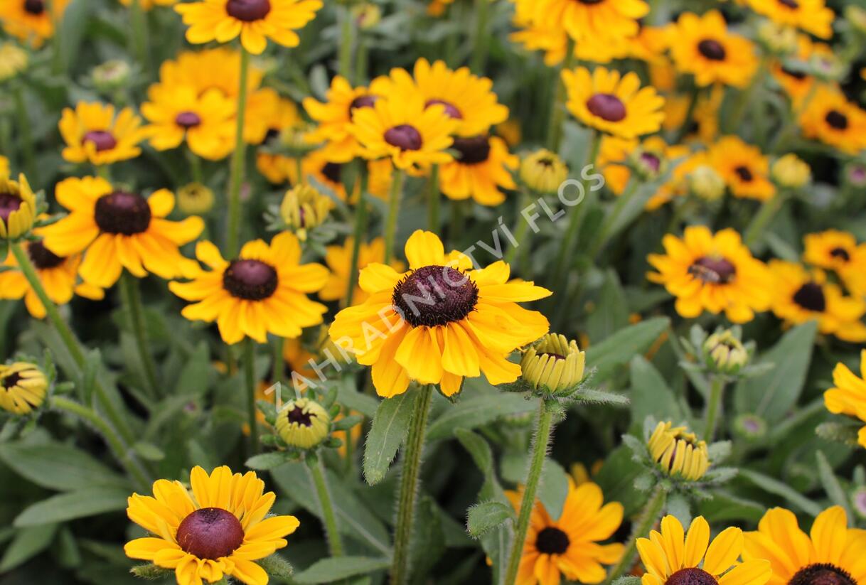 Třapatka 'Summerdaisy's Ping Pong' - Rudbeckia hybrida 'Summerdaisy's Ping Pong'