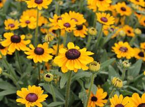 Třapatka 'Summerdaisy's Ping Pong' - Rudbeckia hybrida 'Summerdaisy's Ping Pong'