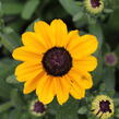 Třapatka 'Summerdaisy's Ping Pong' - Rudbeckia hybrida 'Summerdaisy's Ping Pong'