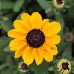 Třapatka 'Summerdaisy's Ping Pong' - Rudbeckia hybrida 'Summerdaisy's Ping Pong'