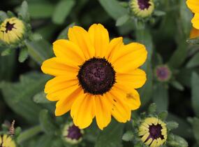 Třapatka 'Summerdaisy's Ping Pong' - Rudbeckia hybrida 'Summerdaisy's Ping Pong'