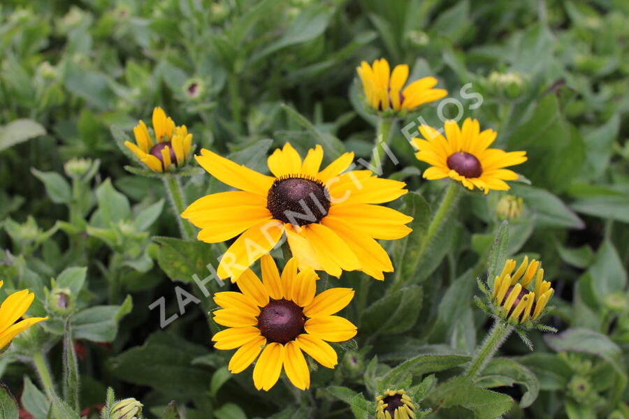 Třapatka 'Summerdaisy's Yellow' - Rudbeckia hybrida 'Summerdaisy's Yellow'