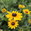 Třapatka 'Summerdaisy's Yellow' - Rudbeckia hybrida 'Summerdaisy's Yellow'