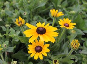 Třapatka 'Summerdaisy's Yellow' - Rudbeckia hybrida 'Summerdaisy's Yellow'