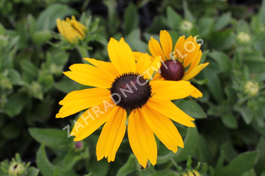 Třapatka 'Summerdaisy's Yellow' - Rudbeckia hybrida 'Summerdaisy's Yellow'