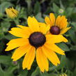 Třapatka 'Summerdaisy's Yellow' - Rudbeckia hybrida 'Summerdaisy's Yellow'