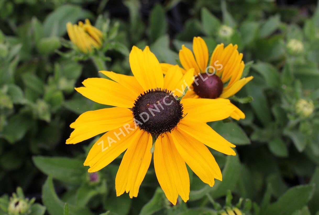 Třapatka 'Summerdaisy's Yellow' - Rudbeckia hybrida 'Summerdaisy's Yellow'