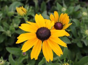 Třapatka 'Summerdaisy's Yellow' - Rudbeckia hybrida 'Summerdaisy's Yellow'