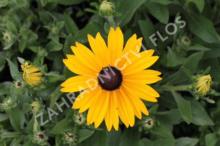Třapatka 'Summerdaisy's Yellow' - Rudbeckia hybrida 'Summerdaisy's Yellow'