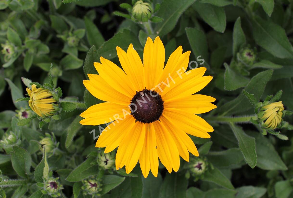 Třapatka 'Summerdaisy's Yellow' - Rudbeckia hybrida 'Summerdaisy's Yellow'