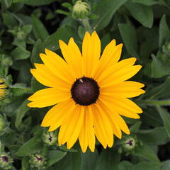 Třapatka 'Summerdaisy's Yellow' - Rudbeckia hybrida 'Summerdaisy's Yellow'