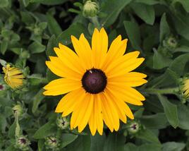 Třapatka 'Summerdaisy's Yellow'