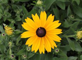 Třapatka 'Summerdaisy's Yellow' - Rudbeckia hybrida 'Summerdaisy's Yellow'