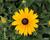 Třapatka 'Summerdaisy's Yellow'
