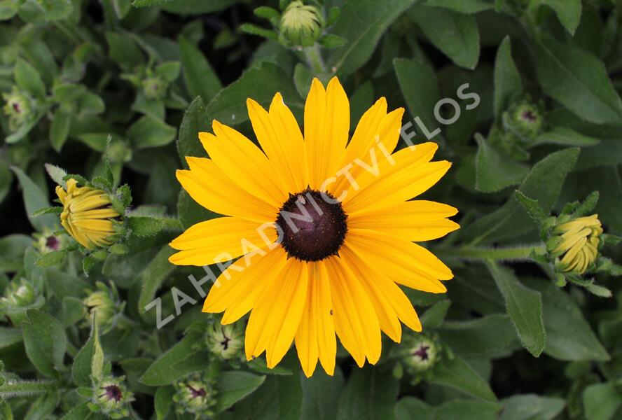 Třapatka 'Summerdaisy's Yellow' - Rudbeckia hybrida 'Summerdaisy's Yellow'