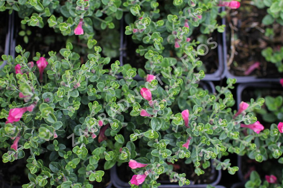 Šišák 'Red Dragon' - Scutellaria suffrutescens 'Red Dragon'