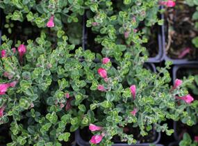 Šišák 'Red Dragon' - Scutellaria suffrutescens 'Red Dragon'