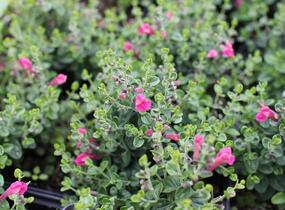 Šišák 'Red Dragon' - Scutellaria suffrutescens 'Red Dragon'