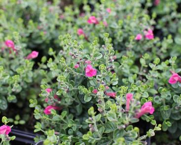 Šišák 'Red Dragon'