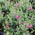 Scutellaria suffrutescens 'Red Dragon'.JPG