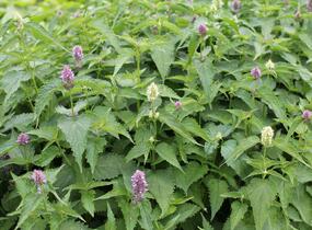 Agastache mexická 'Bavaria' - Agastache mexicana 'Bavaria'