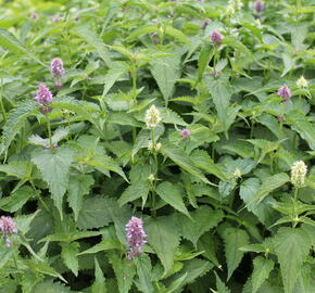 Agastache mexická 'Bavaria' - Agastache mexicana 'Bavaria'