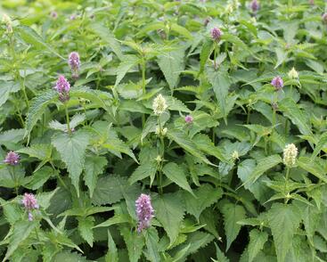 Agastache mexická 'Bavaria'