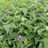Agastache mexicana 'Bavaria'.JPG