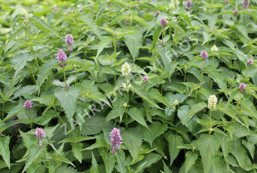 Agastache mexická 'Bavaria' - Agastache mexicana 'Bavaria'