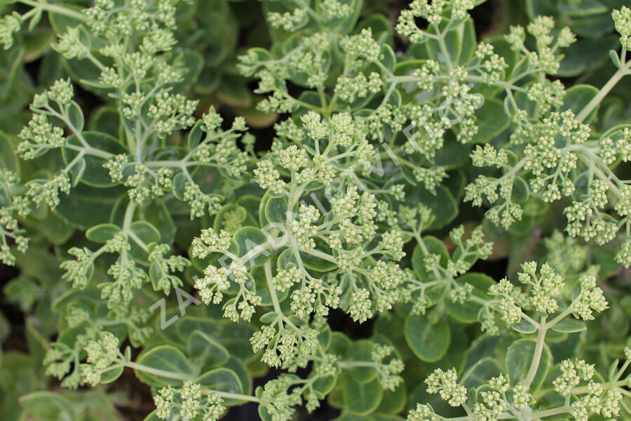 Rozchodník nachový 'Herbstfreude' ('Autumn Joy') - Sedum telephium 'Herbstfreude' ('Autumn Joy')