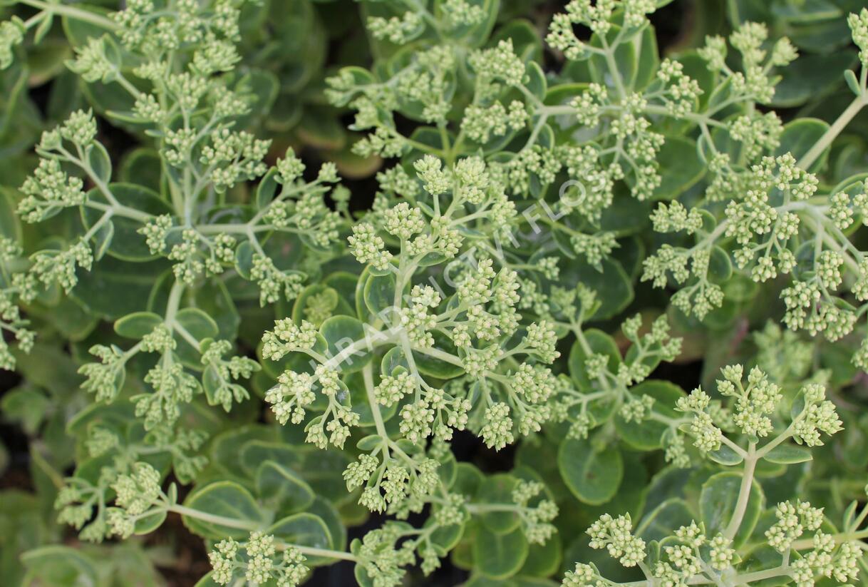 Rozchodník nachový 'Herbstfreude' ('Autumn Joy') - Sedum telephium 'Herbstfreude' ('Autumn Joy')