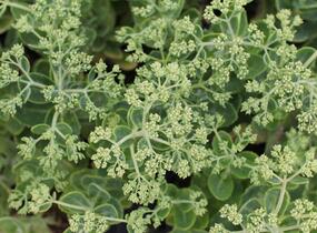 Rozchodník nachový 'Herbstfreude' ('Autumn Joy') - Sedum telephium 'Herbstfreude' ('Autumn Joy')
