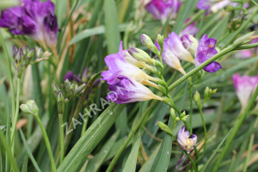 Frézie 'Blue' - Freesia 'Blue'
