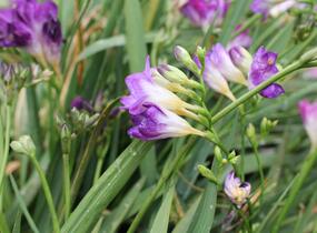 Frézie 'Blue' - Freesia 'Blue'