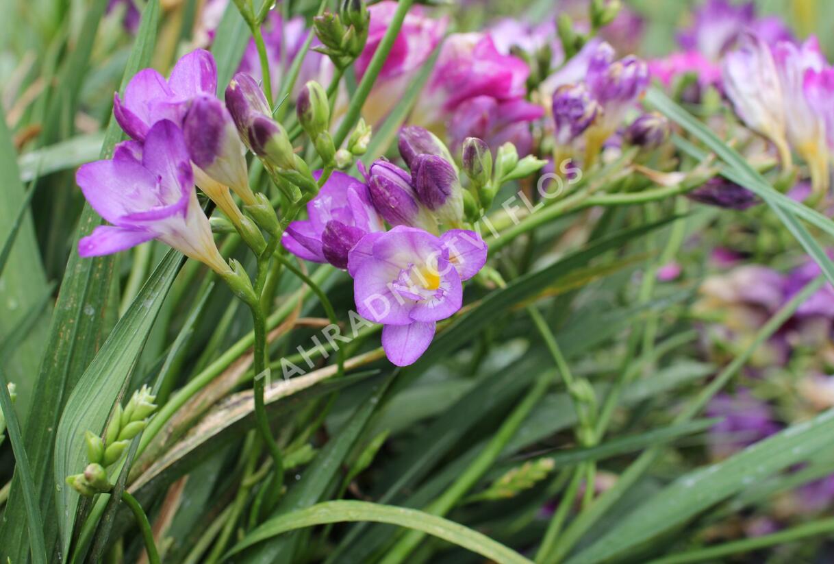 Frézie 'Blue' - Freesia 'Blue'