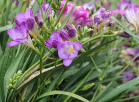 Frézie 'Blue' - Freesia 'Blue'