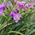 Freesia 'Blue'_02.JPG