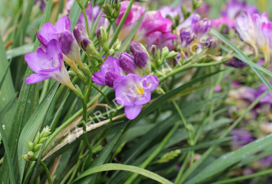 Frézie 'Blue' - Freesia 'Blue'