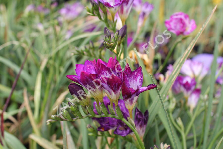 Frézie 'Blue' - Freesia 'Blue'