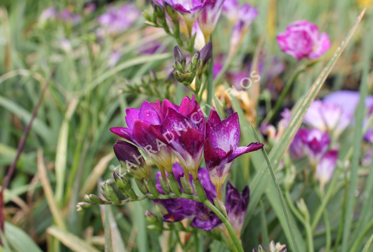 Frézie 'Blue' - Freesia 'Blue'