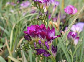 Frézie 'Blue' - Freesia 'Blue'