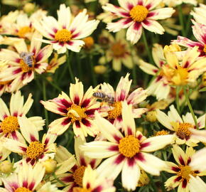 Krásnoočko 'Little Bang Starlight' - Coreopsis 'Little Bang Starlight'