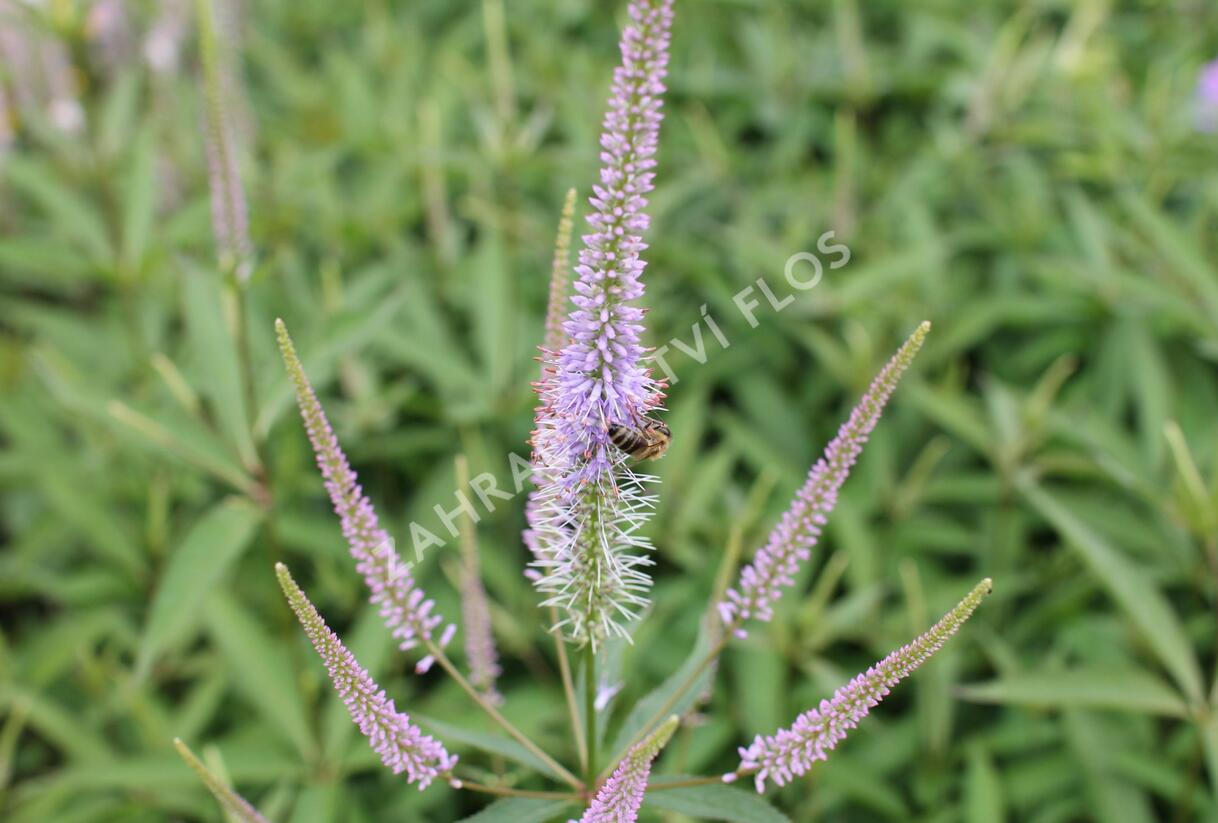 Rozrazilovec viržinský 'Fascination' - Veronicastrum virginicum 'Fascination'