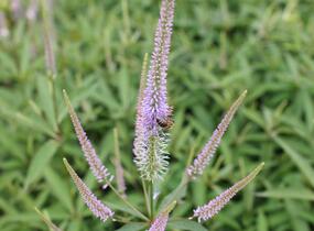 Rozrazilovec viržinský 'Fascination' - Veronicastrum virginicum 'Fascination'
