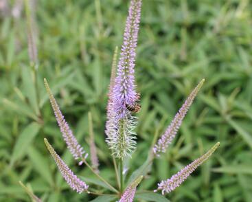 Rozrazilovec viržinský 'Fascination'