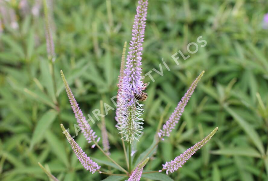 Rozrazilovec viržinský 'Fascination' - Veronicastrum virginicum 'Fascination'