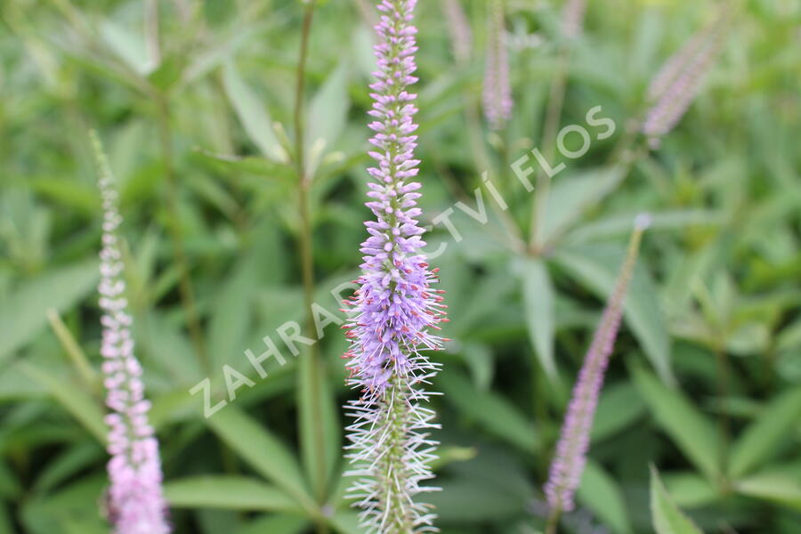 Rozrazilovec viržinský 'Fascination' - Veronicastrum virginicum 'Fascination'